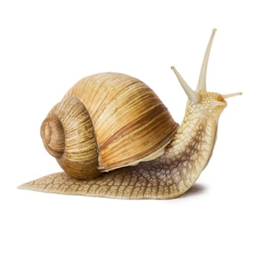 Garden snail isolated on white. Site web - idee reçue 4